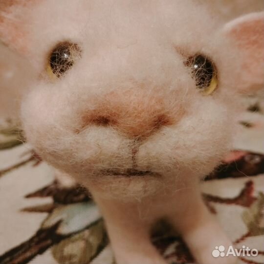 Белый котенок