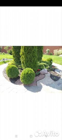 Туя шаровидная Хозери