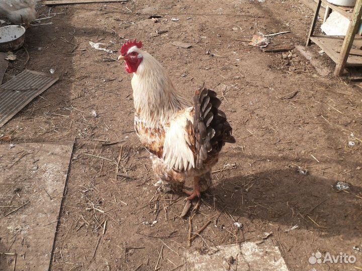 Молодые петухи Кохинхины