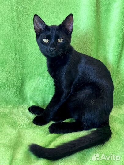 Котёнок Черчилль в добрые руки