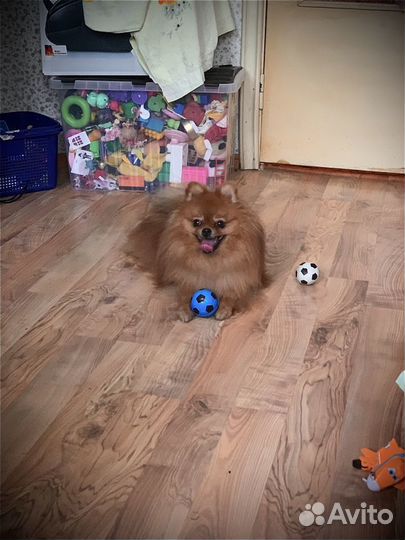 Вязка кобеля