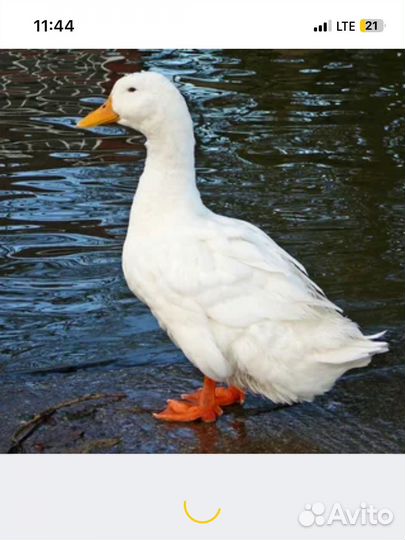 Утки живым весом