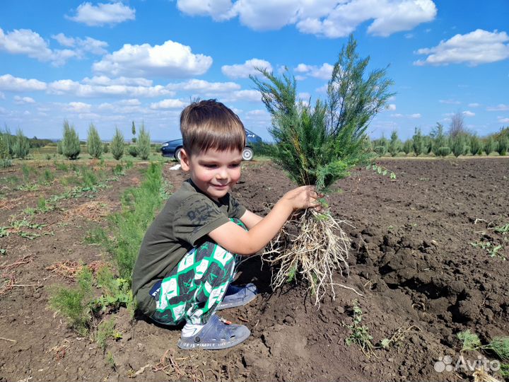 Спаржа рассада аспарагус от производителя