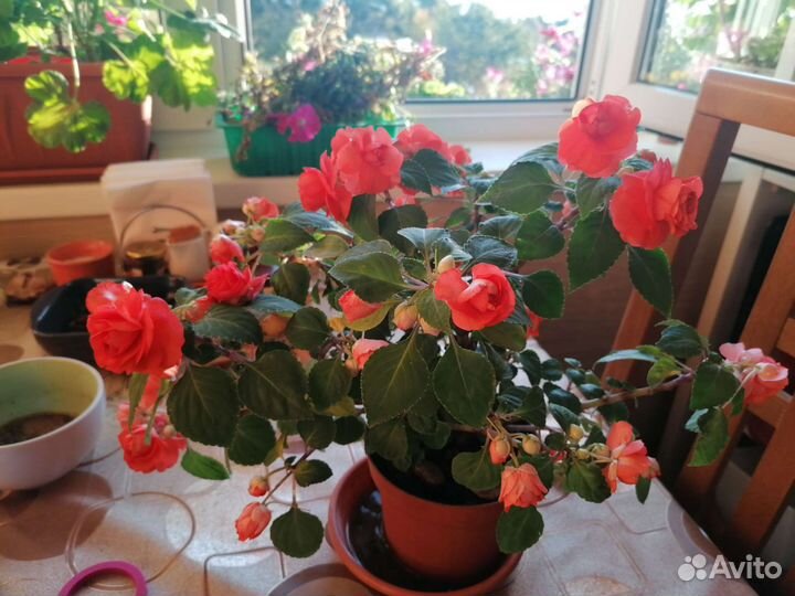 Бальзамин махровый