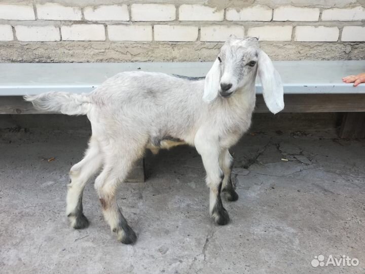 Коза нубийская