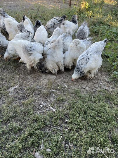 Петушки курочки Брама