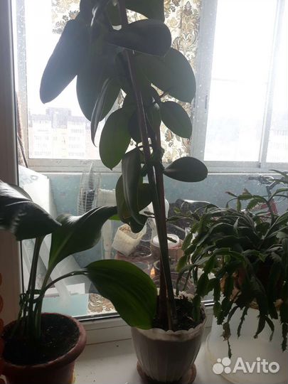 Комнатные цветы