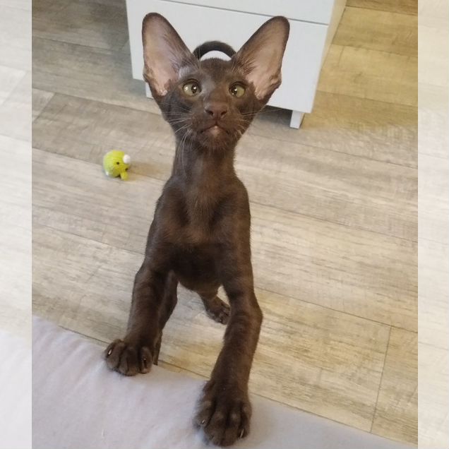 Ориентальный котёнок
