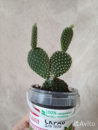 Кактусы и суккуленты