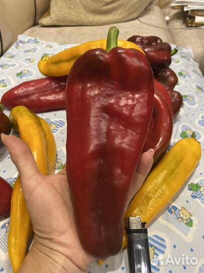 Семена перца Леся, Деголе, Минусинские томаты