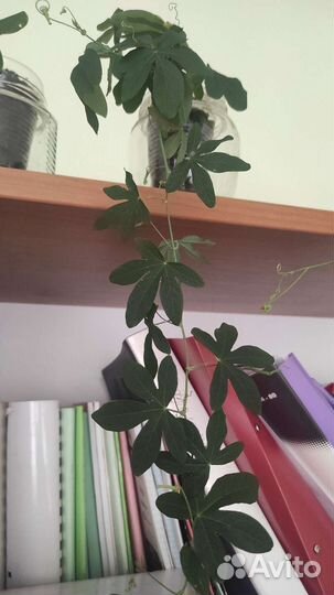 Пассифлора маракуйя