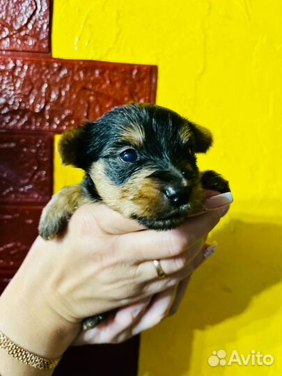 Щенки и собаки