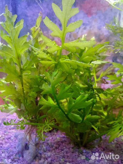 Растение в аквариумное