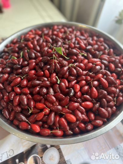 Садовый кизил