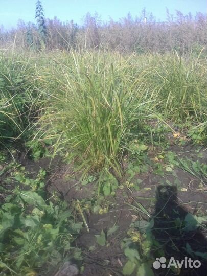 Тигровый орех (чуфа) земляной миндаль