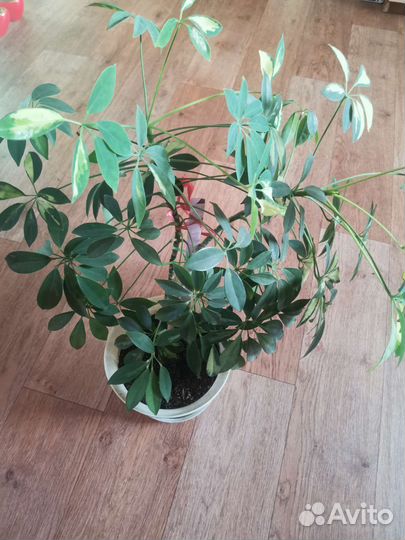 Комнатные цветы шефлера