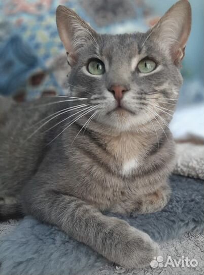 Спасите левку