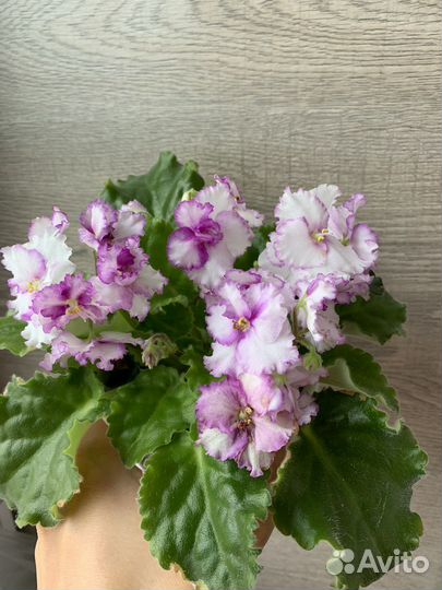 Фиалка сортавая ав-Кринолин