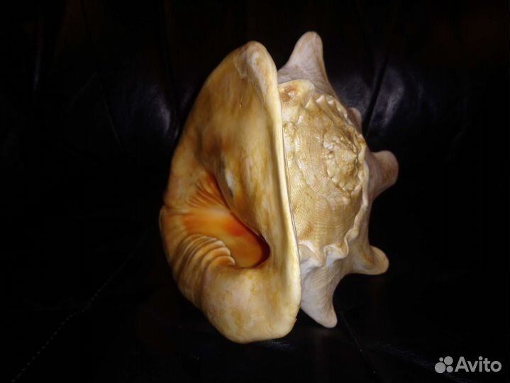 Ракушка океаническая большая