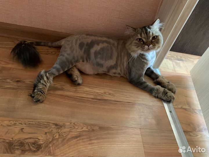 Стрижка кошек и собак выезд на дом