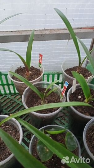 Гиппиаструм