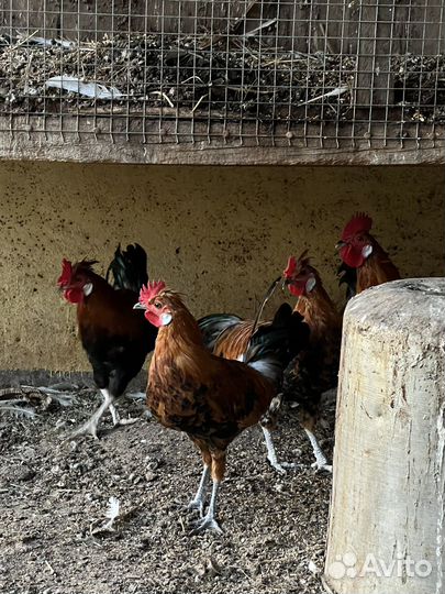 Декоративные петушки