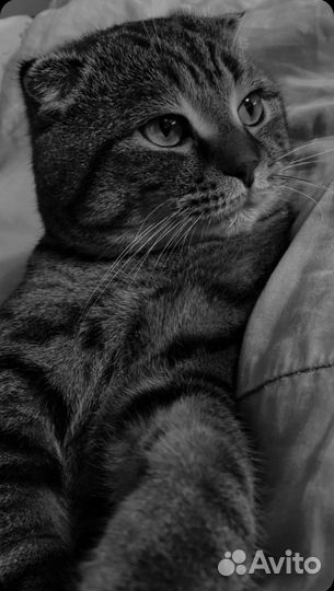 Скотиш фолд вязка