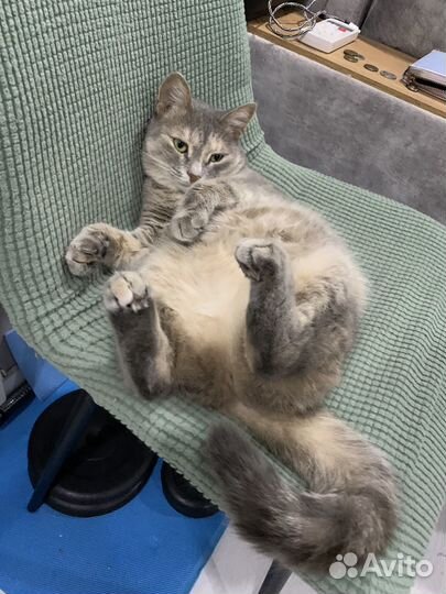 Домашние животные кошки