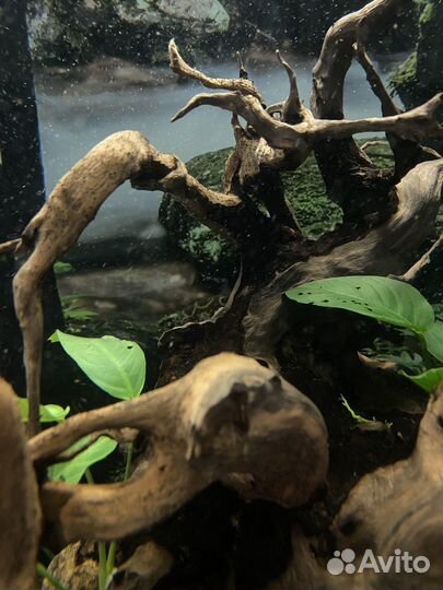 Тетраодон восьмерка, анциструсы(пара)