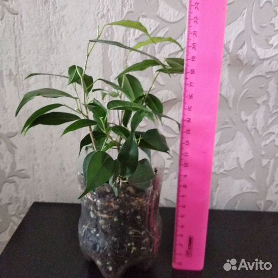 Фикус бенджамина