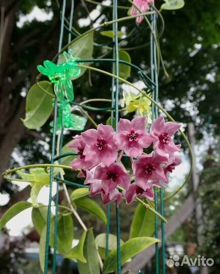 Редкие хойи