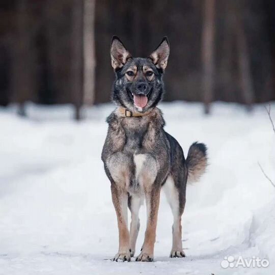 Собачка для семьи