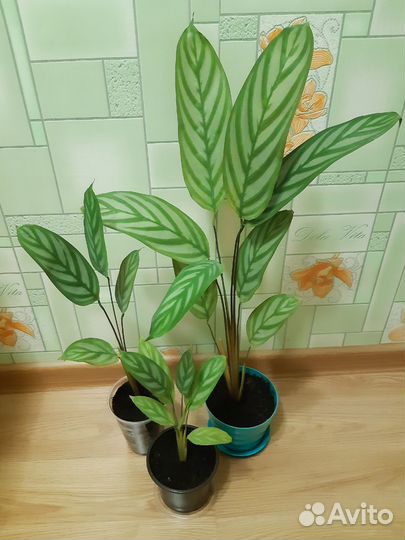 Ктенанта оппенгейма