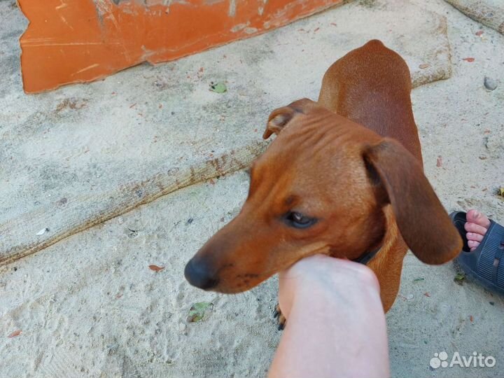 Случка собак