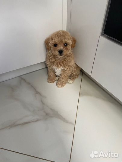 Мальтипу f1 mini девочка