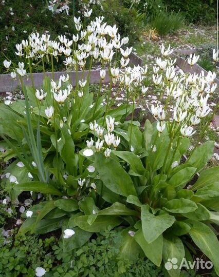 Додекатеон средний белый