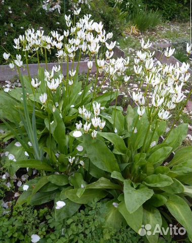 Додекатеон средний белый