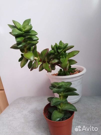 Суккуленты(часть1) Крассула