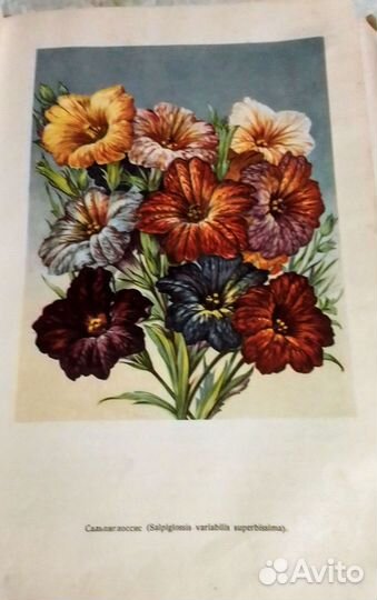 Редкая ретро- книга 1949 год. Цветоводство