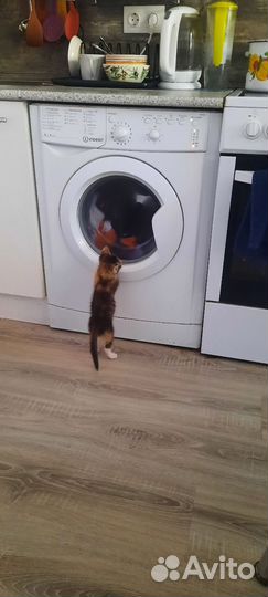 Котик в дар бесплатно
