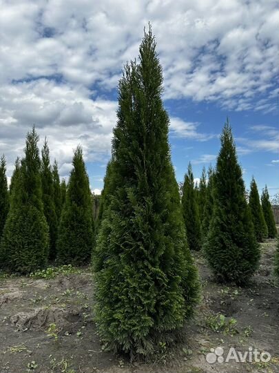 Туи Смарагд