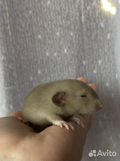 Крысята дамбо