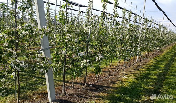 Фильтр дисковый d1 дюйм для капельного полива