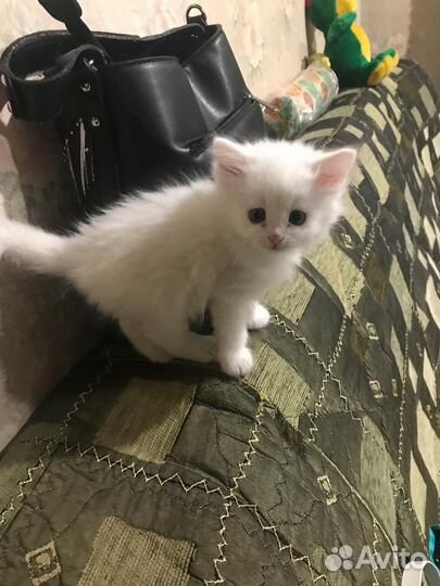 Кошка в дар