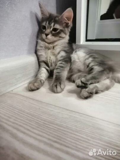 Кошки в добрые руки бесплатно