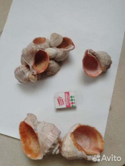 Ракушка рапан