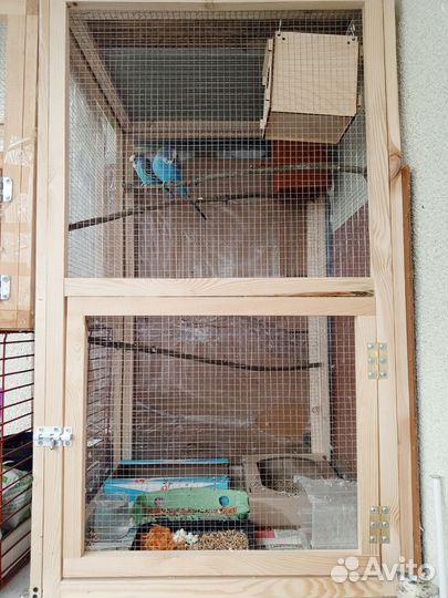 Попугай волнистый