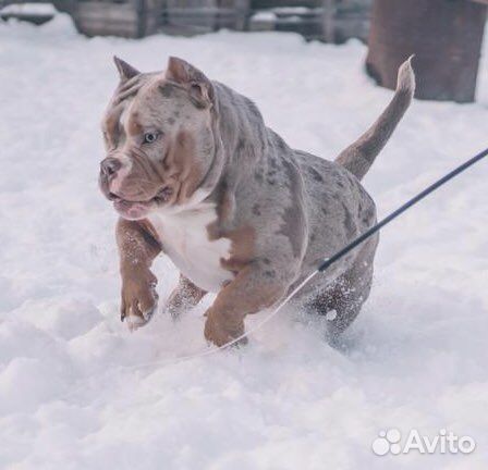 Американский булли вязка