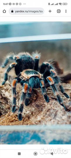 Паук птицеед