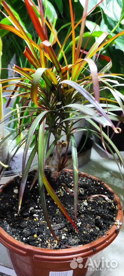 Драцена окаймленная маргината